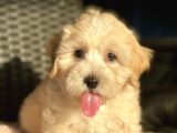 Show Kalite Maltipoo Bebekler