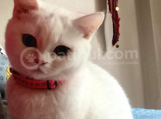 British Shorthair 3 Aylık Dişi
