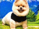 Ayı Surat Tıraşlı Pomeranian Boo Dişi Yetişkinimiz