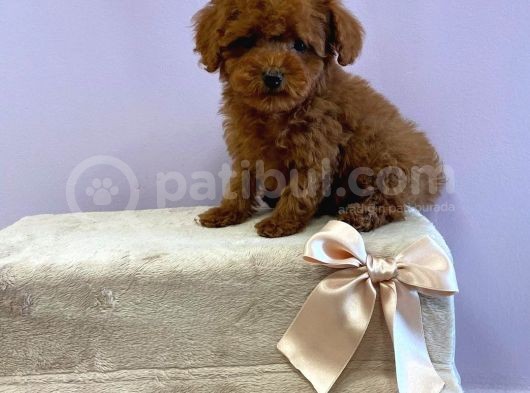 Çocuklarla Uyumlu Toy Poodle Yavrularimiz görsel