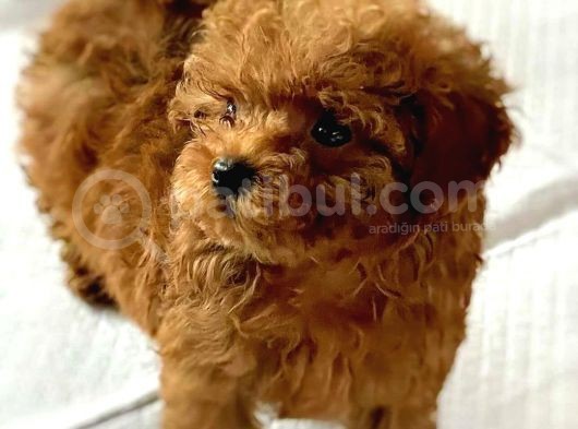 Çocuklarla Uyumlu Toy Poodle Yavrularimiz görsel
