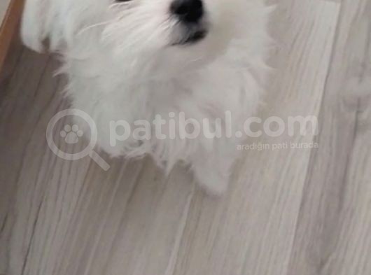 Orjinal Tea Cup Maltese görsel