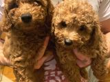 Toy Poodle Yavrularımız Yeni Yuvalarını Arıyor