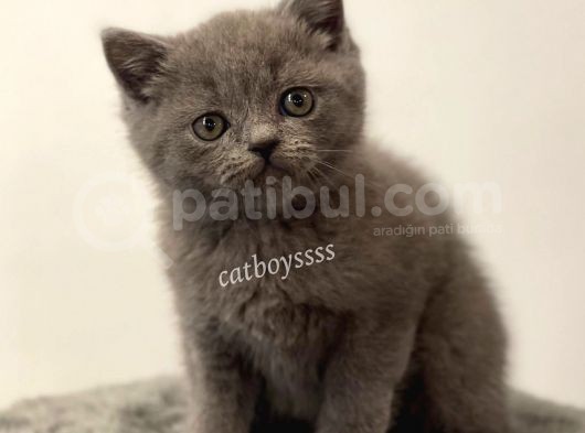 Sevimli Blue British Shorthair Dişi Erkek Yavrular görsel