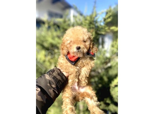 A Kali̇te Toy Poodle Oyuncak Bebekler görsel
