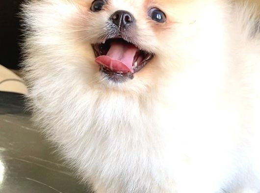 Teddy Bear Pomerani̇an Boo Di̇şi̇ görsel