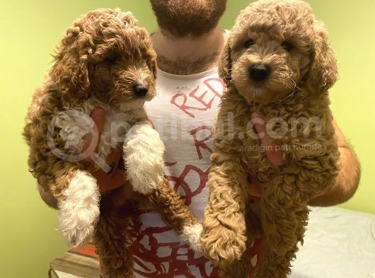 Toy Poodle Yavrularımız Yeni Yuvalarını Arıyor görsel