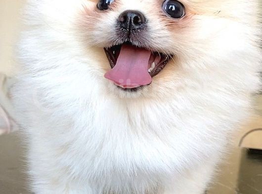 Teddy Bear Pomerani̇an Boo Di̇şi̇ görsel