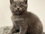 Sevimli Blue British Shorthair Dişi Erkek Yavrular