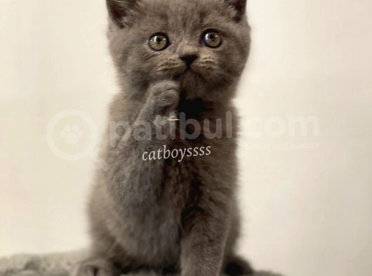 Sevimli Blue British Shorthair Dişi Erkek Yavrular