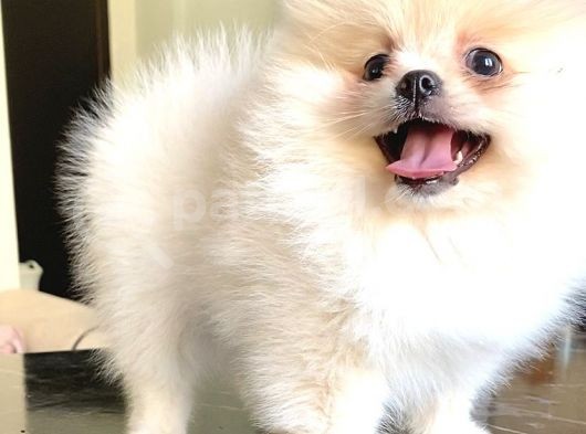 Teddy Bear Pomerani̇an Boo Di̇şi̇ görsel
