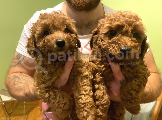 Toy Poodle Yavrularımız Yeni Yuvalarını Arıyor görsel