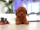 Mini Safkan Red  Toy Poodle Yavrularimiz