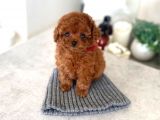 Mini Safkan Red  Toy Poodle Yavrularimiz