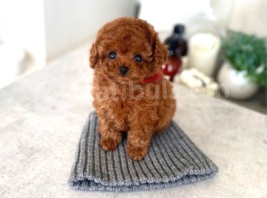 Mini Safkan Red  Toy Poodle Yavrularimiz görsel