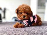 Mini Safkan Red  Toy Poodle Yavrularimiz