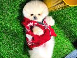 Yavru Patiler Farkı ile pomeranian bo yavrularımız