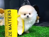 Yavru Patiler Farkı Ile Pomeranian Bo Yavrularımız