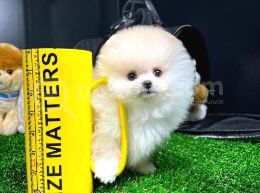 Yavru Patiler Farkı Ile Pomeranian Bo Yavrularımız görsel