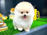 Yavru Patiler Farkı Ile Pomeranian Bo Yavrularımız