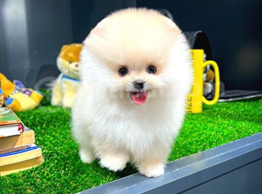 Yavru Patiler Farkı Ile Pomeranian Bo Yavrularımız görsel