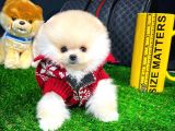 Yavru Patiler Farkı Ile Pomeranian Bo Yavrularımız