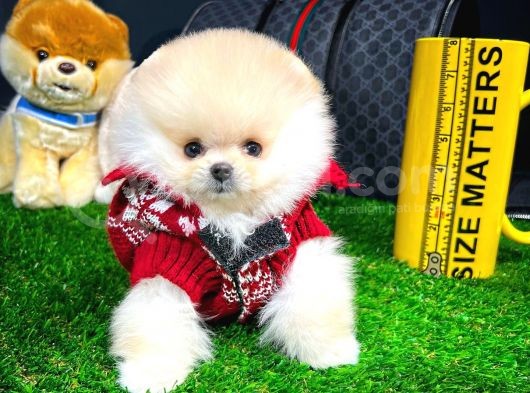 Yavru Patiler Farkı Ile Pomeranian Bo Yavrularımız görsel