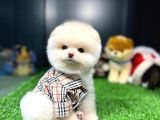 Yavru Patiler Güvencesiyle Pomeranian Yavrular