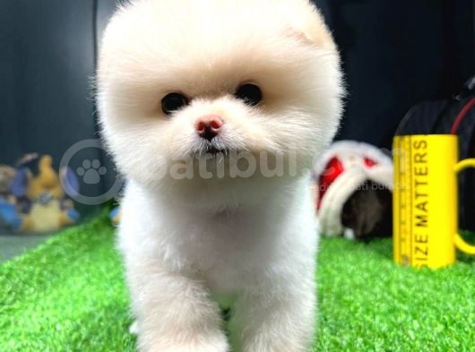 Yavru Patiler Güvencesiyle Pomeranian Yavrular görsel