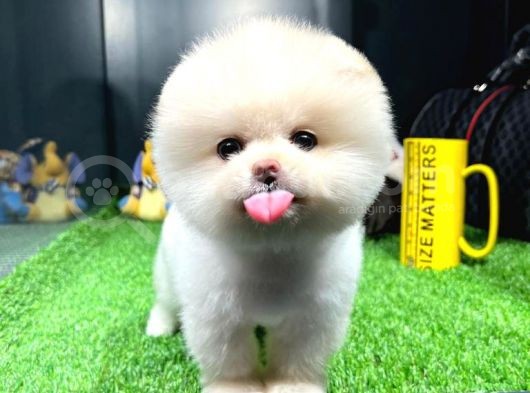 Yavru Patiler Güvencesiyle Pomeranian Yavrular görsel