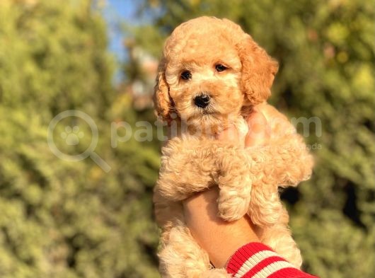 Muhtesem Tuy Yapisi Ile Toy Poodle Bebekler