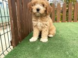Orjinal Multigen Maltipoo Bebekler