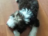 Maltesee-Lagotto 3 Aylık Erkek Acil Uygun