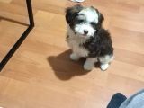 Maltesee-Lagotto 3 Aylık Erkek Acil Uygun
