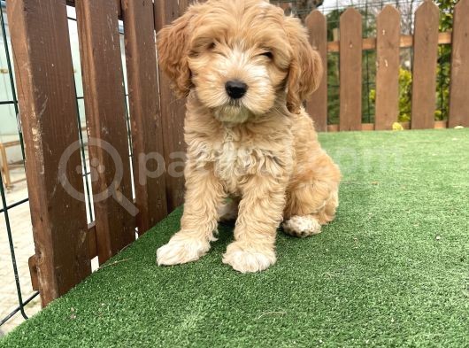 Orjinal Multigen Maltipoo Bebekler görsel