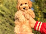 Muhtesem Tuy Yapisi Ile Toy Poodle Bebekler