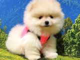 Teddy Face Pomeranian Boo Yavrularımız