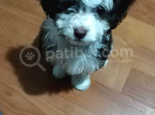 Maltesee-Lagotto 3 Aylık Erkek Acil Uygun görsel