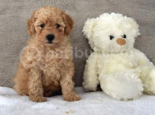 Bebek Yüz Apricot Toy Poodle