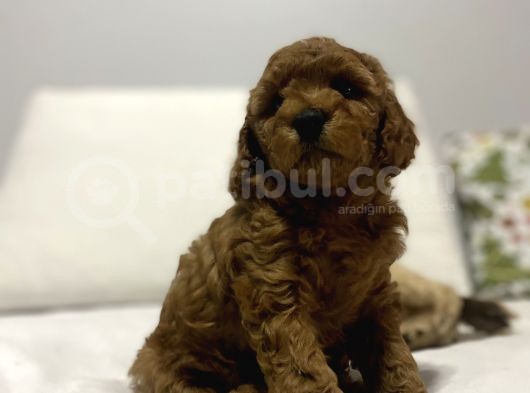Red Di̇şi̇ Erkek Toy Poodle Oyuncak Bebekler görsel