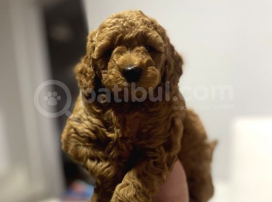 A Kali̇te Red Poodle Bebekler görsel