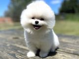 Muhtesem Ayi Surat Pomeranian Boo Yavrularimiz