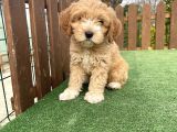 Orjinal Multigen Maltipoo Bebekler