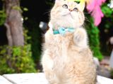 Birbirinden Güzel  Efsane British Shorthair