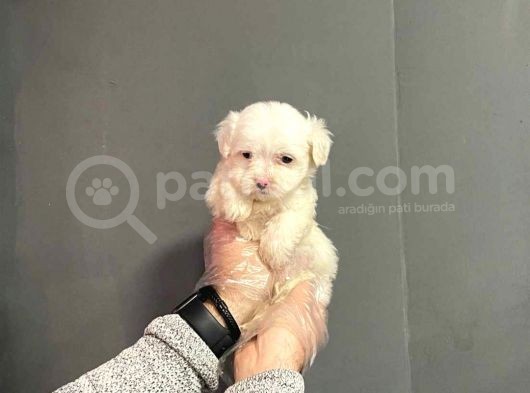Maltipoo Cinsi görsel