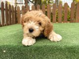 Show Kalite Maltipoo Bebekler