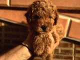 Red Brawn Dişi Toy Poodle
