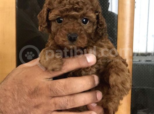Red Brawn Dişi Toy Poodle