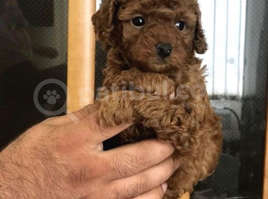 Red Brawn Dişi Toy Poodle görsel