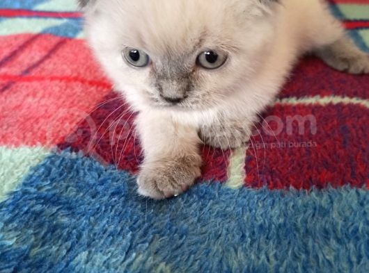 3 Aylık Scottish Fold görsel